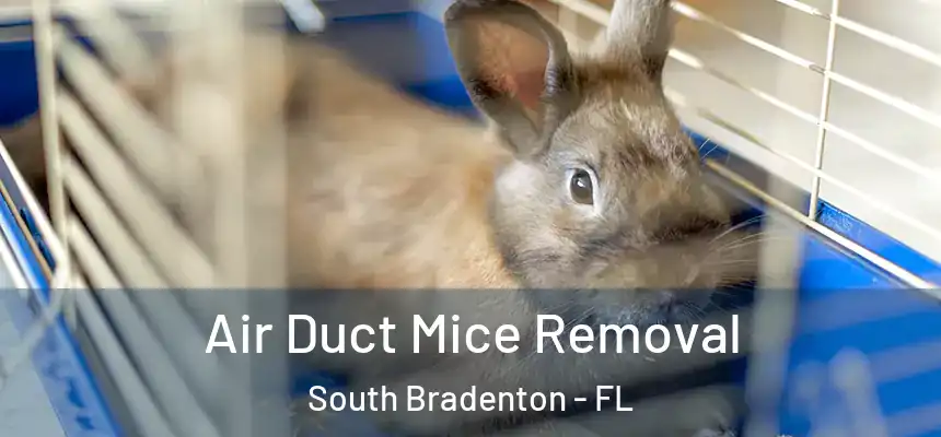  Air Duct Mice Removal South Bradenton - FL